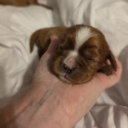 Patrick - Ruby male Cavalier King Charles Spaniel puppy in Le Roy, New York from Heirloom Cavaliers