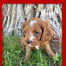 Cavapoo Puppies from Preston’s cavapoos