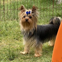Remi - Yorkshire Terrier