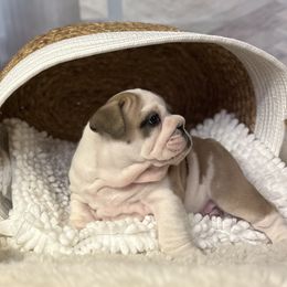 Bulldog Puppies from Sweet Rolls
