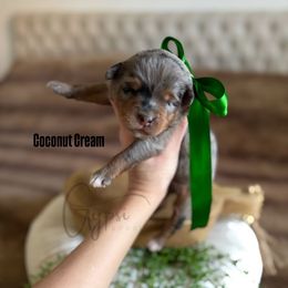 PENDING - Coconut Cream - Blue merle male Bernedoodle puppy in Herriman, Utah from Gypsi Doodles & Poodles LLC.