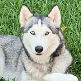Siberian Huskies from ETX Huskies
