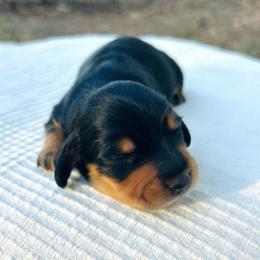 T-Bone.AKC.PRA-clear.3800 - Black and cream male Dachshund puppy in Dover, Oklahoma from Freckles and Furballs