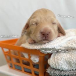 Blanca Nieves - Cream female Dachshund puppy in Chandler, Arizona from Vonaducci Doxies, LLC.