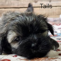Tails - Brindle male Lhasa Apso puppy in Jefferson, New York from Absolute Lhasa Love
