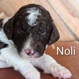 Noli - Brown and white female Sheepadoodle puppy in Berwick, Pennsylvania from Wright’s Wiggle Butts