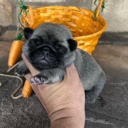 Pink collar - Fawn female Pug puppy in Tucson, Arizona from Furever Friends