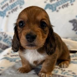 Harrison - Red male Dachshund puppy in Griffin, Georgia from Always Trippin' Doxie Life