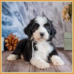 Whispy - Black female Bernedoodle puppy in Connersville, Indiana from Deaz Doodle Ranch