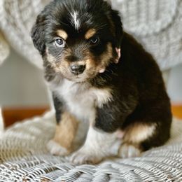 Miniature Australian Shepherd Puppies from JW Ranch