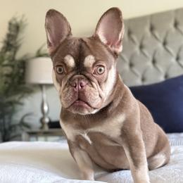 SNICKERS - French Bulldog