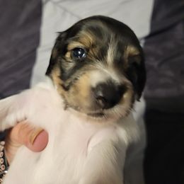 Girl 3 - Chocolate and cream female Dachshund puppy in Bristow, Oklahoma from Small Blessings