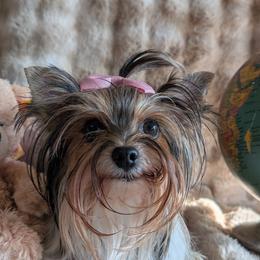 Lucie - Yorkshire Terrier