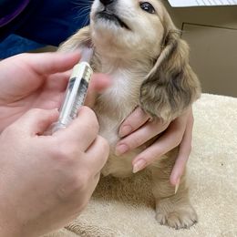 Dachshund Puppies from Island Farms Mimi’s Dachshunds Florida
