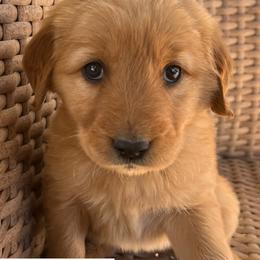 Kiwi - Light golden female Golden Retriever puppy in Farmington, Utah from Golden Haven Doodles