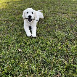 Golden Retriever Puppies from Panhandle PawsNClaws