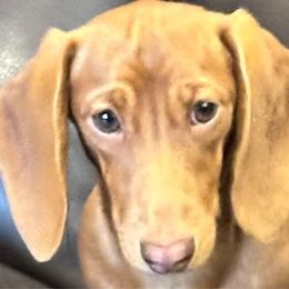 Laiken - Dachshund