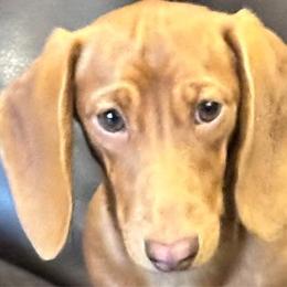 Laiken - Dachshund