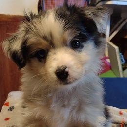 GREEN COLLAR - Blue merle Miniature Australian Shepherd puppy in Omak, Washington from Willow Flats Kennels