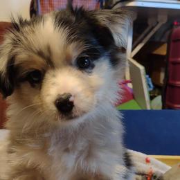 GREEN COLLAR - Blue merle Miniature Australian Shepherd puppy in Omak, Washington from Willow Flats Kennels