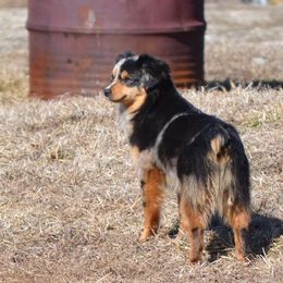 Miniature Australian Shepherds and Toy Australian Shepherds from Aiken Switch Aussies