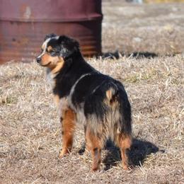 Miniature Australian Shepherds and Toy Australian Shepherds from Aiken Switch Aussies