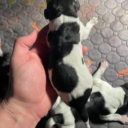 Boy 3 - Black and white male German Shorthaired Pointer puppy in Providence, Kentucky from Dills German Shorthairs