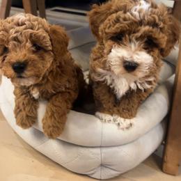 Cavapoo, Cockapoo, Goldendoodle, and Maltipoo Puppies from Perdue Puppies