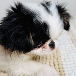 Roscoe - Black tan and white male Japanese Chin puppy in Rapid City, South Dakota from Sakura Japanese Chin