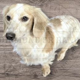 Buttercup - Dachshund