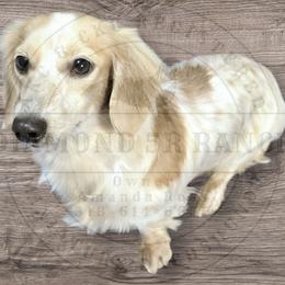 Buttercup - Dachshund