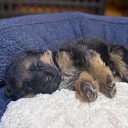 Purple - Black and red female German Shepherd puppy in Princeton, West Virginia from Von Vollblut Shepherds