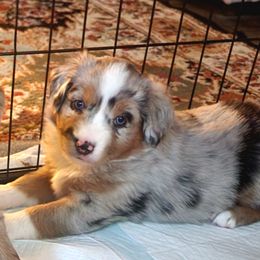 Australian Shepherd Puppies from Twist'n Tops Farm & Kennel