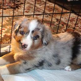 Australian Shepherd Puppies from Twist'n Tops Farm & Kennel