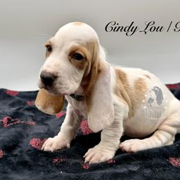 Cindy Lou - Lemon and white female Basset Hound puppy in Dingess, West Virginia from Tuckers' Howling Hounds