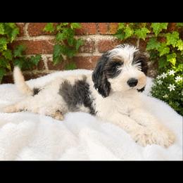 Murphy (reduced) - Merle male Cavapoo puppy in Underwood, Minnesota from Tru Cuddle Pups