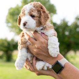 Assorted Doodle Crosses, Bernedoodle, and Goldendoodle Puppies from Down Country Doodles