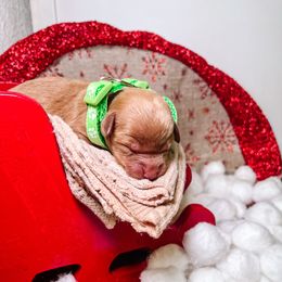 F1B Goldendoodle Bentley - Apricot male Goldendoodle puppy in Redding, California from Casa Delarosa Poodles & Doodles Collective