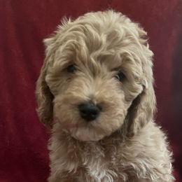 Boy 3 - Cockapoo puppy in Grand Junction, Colorado from Asyouwish Cockapoos