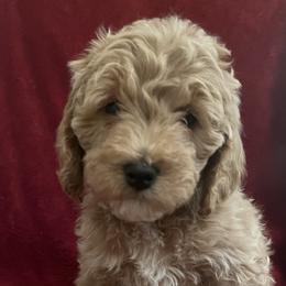 Boy 3 - Cockapoo puppy in Grand Junction, Colorado from Asyouwish Cockapoos
