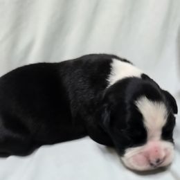 Boy 2 - Brindle male Boxer puppy in Leland, North Carolina from Ocean Breeze Boxers
