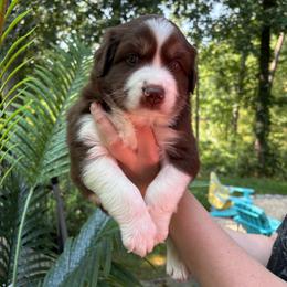 Ross - Red tri male Miniature Australian Shepherd puppy in Kinsale, Virginia from Northern Neck Aussies