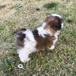 Shih Tzu Puppies from Willow Lane Shih Tzus