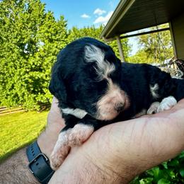 Black and white - Black and white male Bernedoodle puppy in Holt, Missouri from Mindys Doodles