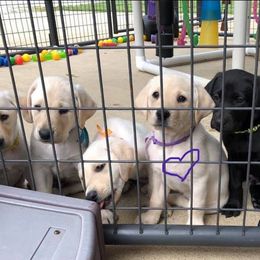 Labrador Retriever Puppies from Harvest Moon Farm