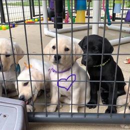 Labrador Retriever Puppies from Harvest Moon Farm