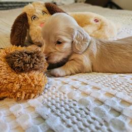 Girl 1 - Cream female Dachshund puppy in Lebanon, Oregon from Willow Moons Dachshunds