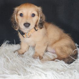 Dachshund Puppies from Mighty Paws Manor