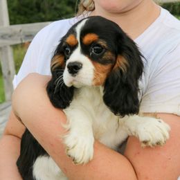 Stormi - Cavalier King Charles Spaniel