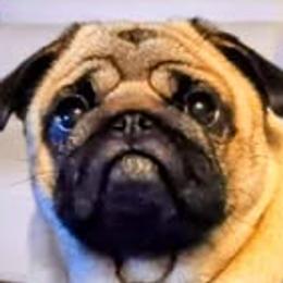 Bambi - Pug